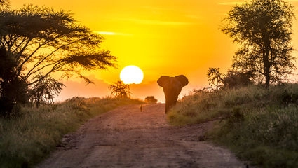 En sjakal og en elefant slår seg sammen ved soloppgang. <br>