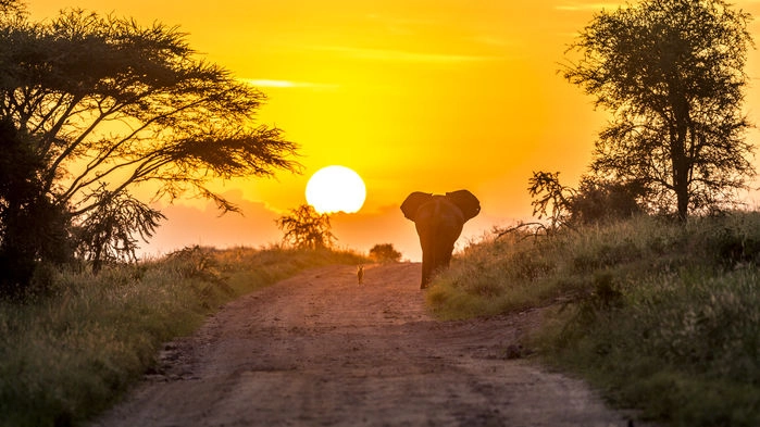 En sjakal og en elefant slår seg sammen ved soloppgang. <br>