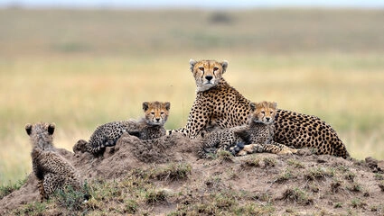 Late flodhester i Manyara nasjonalpark.