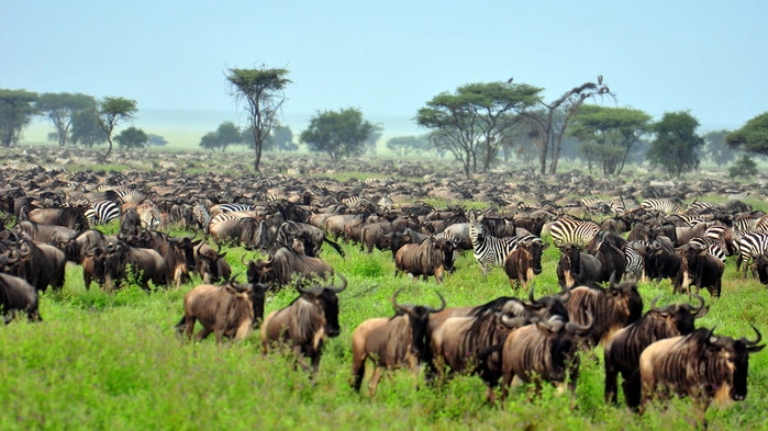 Store deler av vinterhalvåret befinner&nbsp;migrasjonen seg i Serengeti.